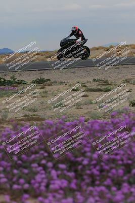 media/Jan-14-2023-SoCal Trackdays (Sat) [[497694156f]]/Turn 14 Exit Bloomig (145pm)/